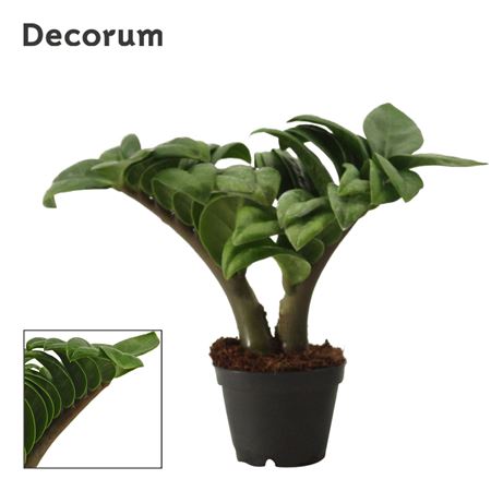 Zamioculcas Zenzi 2+ (decorum)