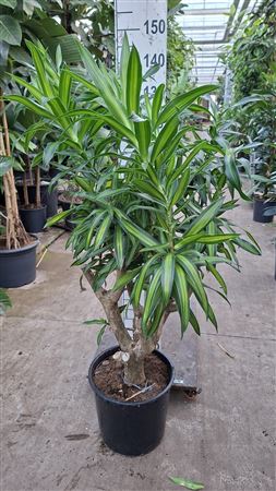 Dracaena Reflexa Song Of Jamaica Branched
