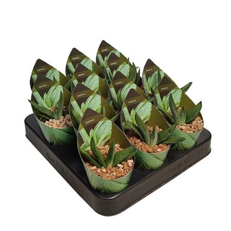 Gasteria Gracilis Potcover