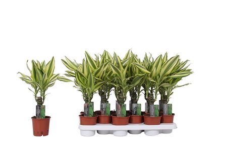 Drac Yellow Coast 15cm Stem