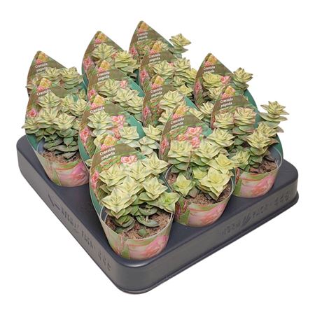 Crassula Pagoda Variegata Potcover