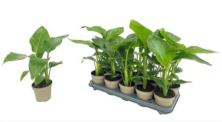 Strelitzia Nicolai 2pp