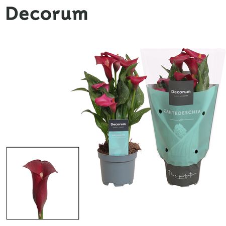 Zantedeschia Red (decorum)