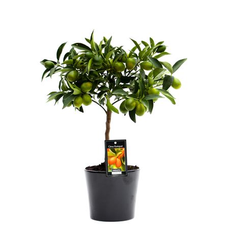 Citrus Kumquat In Ceramic Roma Black