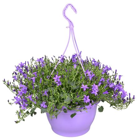 Campanula Paars Hangpot 25