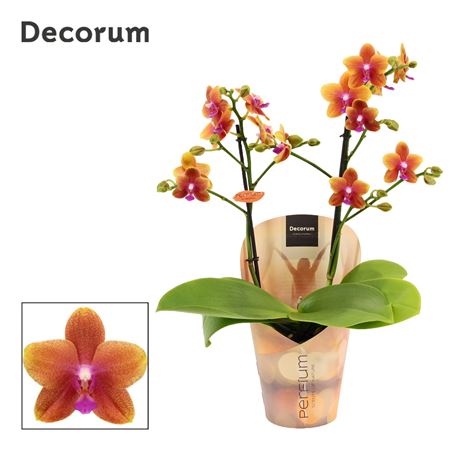 Phal Perfíum 2st Bolgheri (decorum)