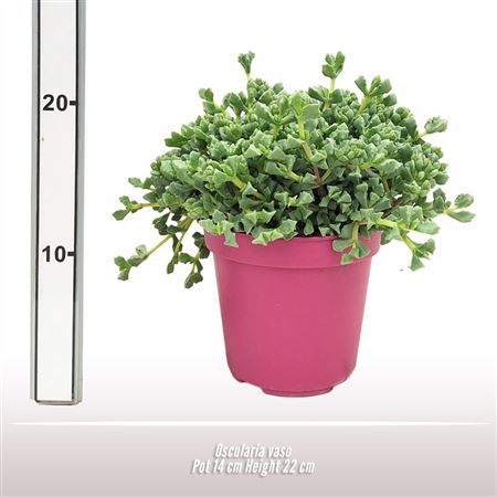Oscularia Vaso