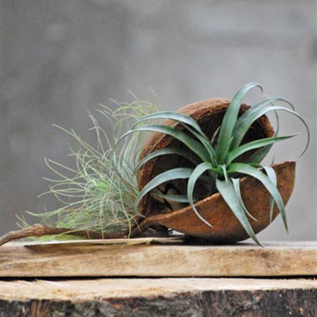 Plank Met Buddhanoot, Schelp + 2 Tillandsia