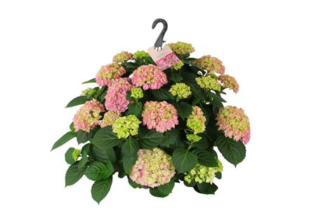 Hydrangea Ma Pink Hanging Plant 15+