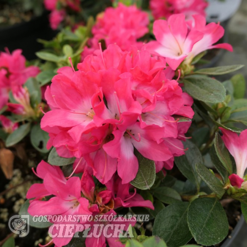 Азалия японская Изуми Но Май