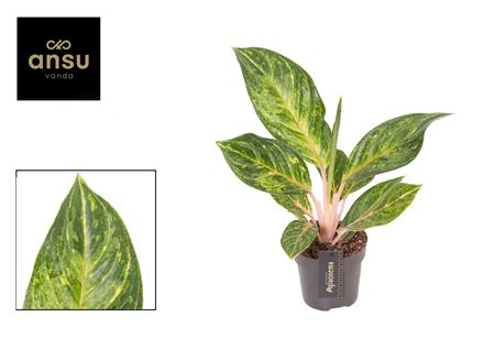 Aglaonema Peach Pearl
