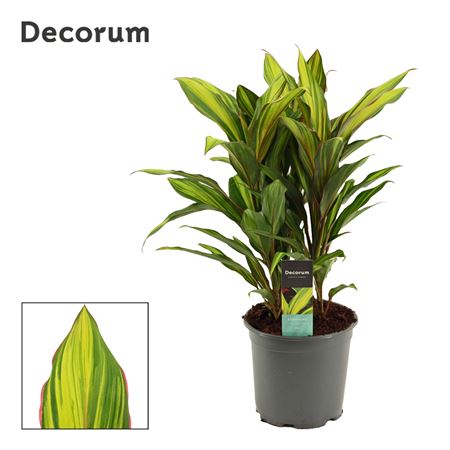 Cordyline Kiwi 3pp (decorum)