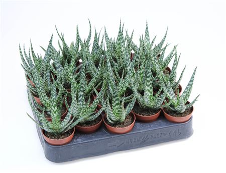Gasteraloe Mingo