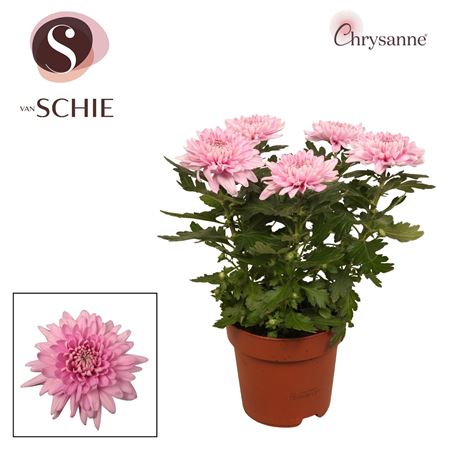 Chrys Zembla Next Pink 5pp (decorum)