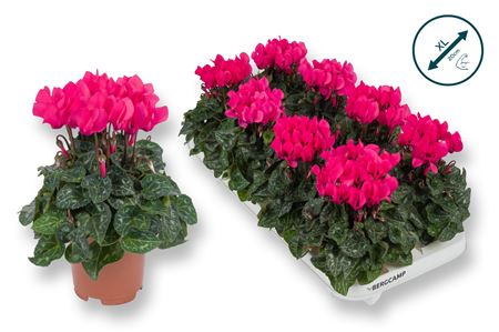 Cyclamen Compact Pink