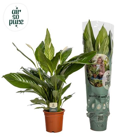 Spath Bingo Cupido 2+ (air So Pure)