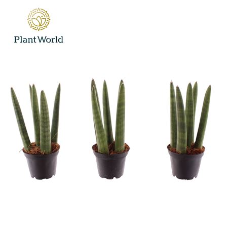 Sansevieria Spaghetti (decorum)