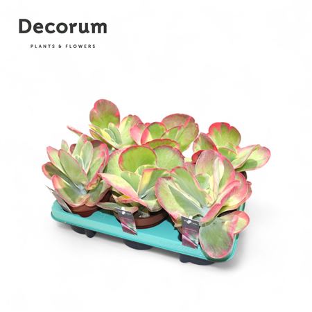 Kalanchoe Thyrsiflora Variegata (decorum) Decorum+