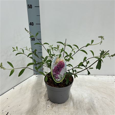 Buddleja Dav Royal Red