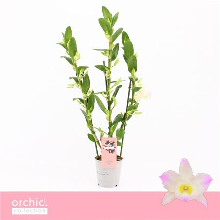 Den Nob 3st Kumiko Orchid Collection