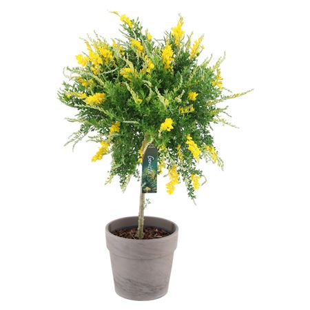 Genista (cytisus) On Stem In Terracotta
