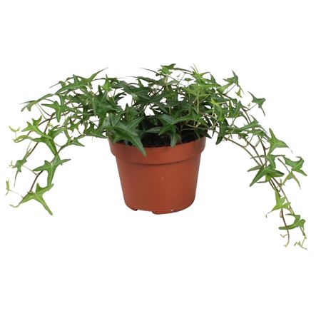 Hedera Helix Sagittaefolia