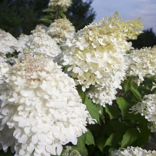 Гортензия метельчатая Фантом штамб 110