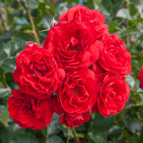 Роза миниатюрная Бэби Баккара