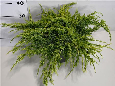 Juniperus Squamata Holger