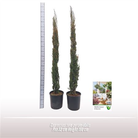 Cupressus Sem Pyramidalis