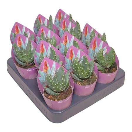Aloe Aculeata Potcover