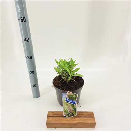 Buddleja Dav Little White (butterfly Candy)