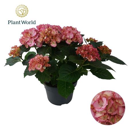 Hydrangea Bol Ave Pink (specialty)