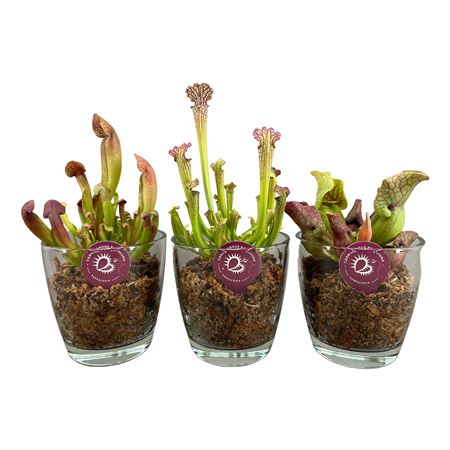Sarracenia Mix In Konisch Glass