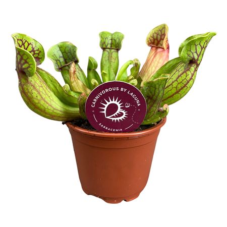 Sarracenia Purpurea