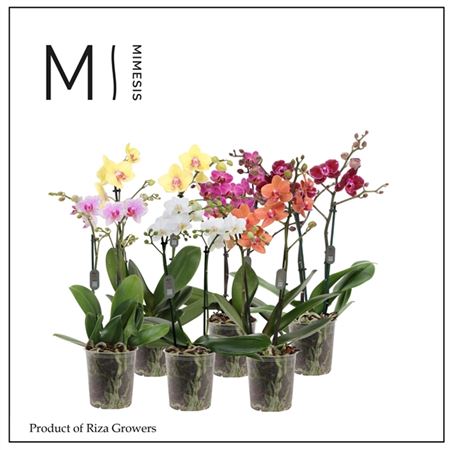 Phalaenopsis Multi Mix 2 Spike - 12cm | Mimesis