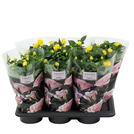 Rosa Yellow