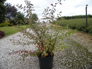 Спирея вангутта