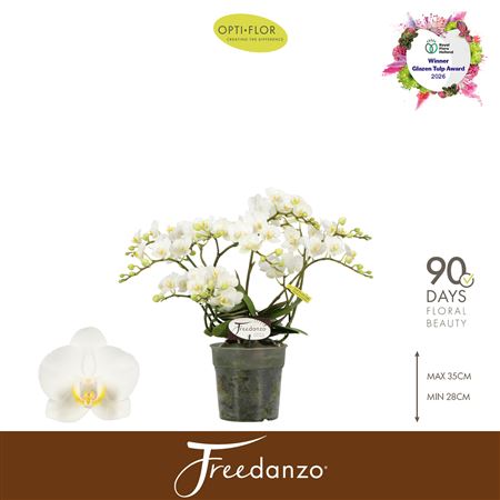 Phal Freedanzo Dove 30+ (opti)