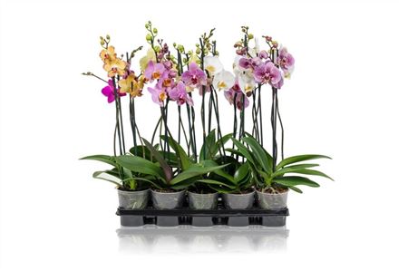 Phal 2st A2 Mix 10+ (maarel)