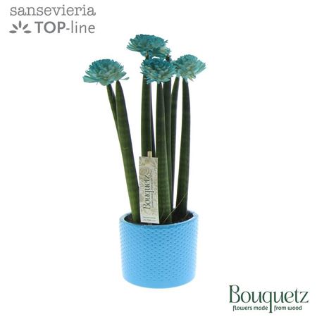 Sansevieria Top-line Bouquetz Aqua In Dots
