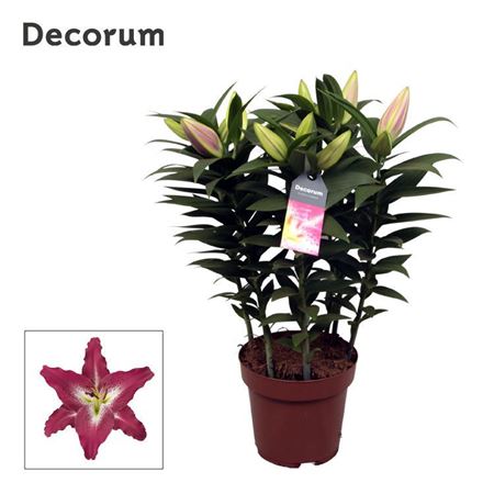 Lilium Or Entertainer 3pp (decorum)