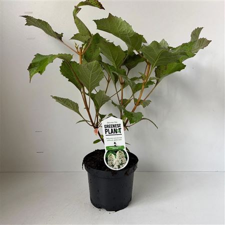 Hydrangea Quercifolia Snowflake