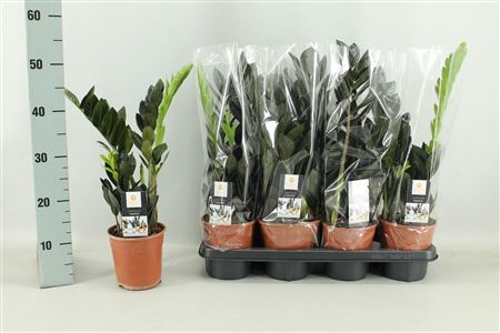 Zamioculcas Raven 3+