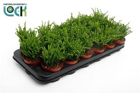 Crassula Licopodioides