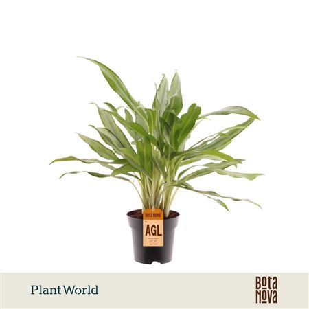 Aglaonema White Lance