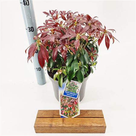 Pieris Jap Katsura