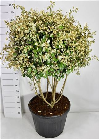 Elaeagnus Ebbingei