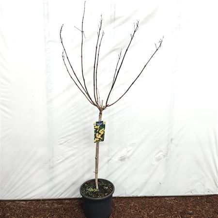 Campsis Tagliabuana Gold Trumpet Creeper On Stem