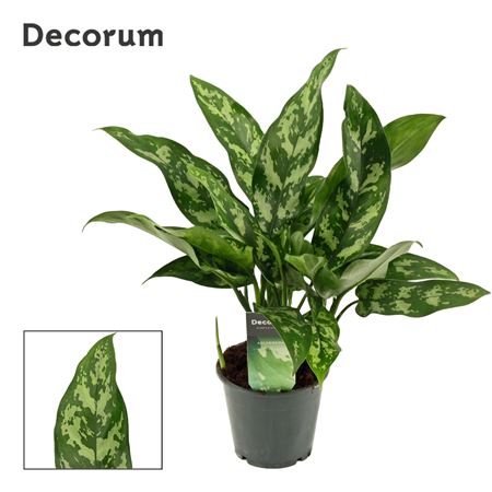 Aglaonema Maria (dec)